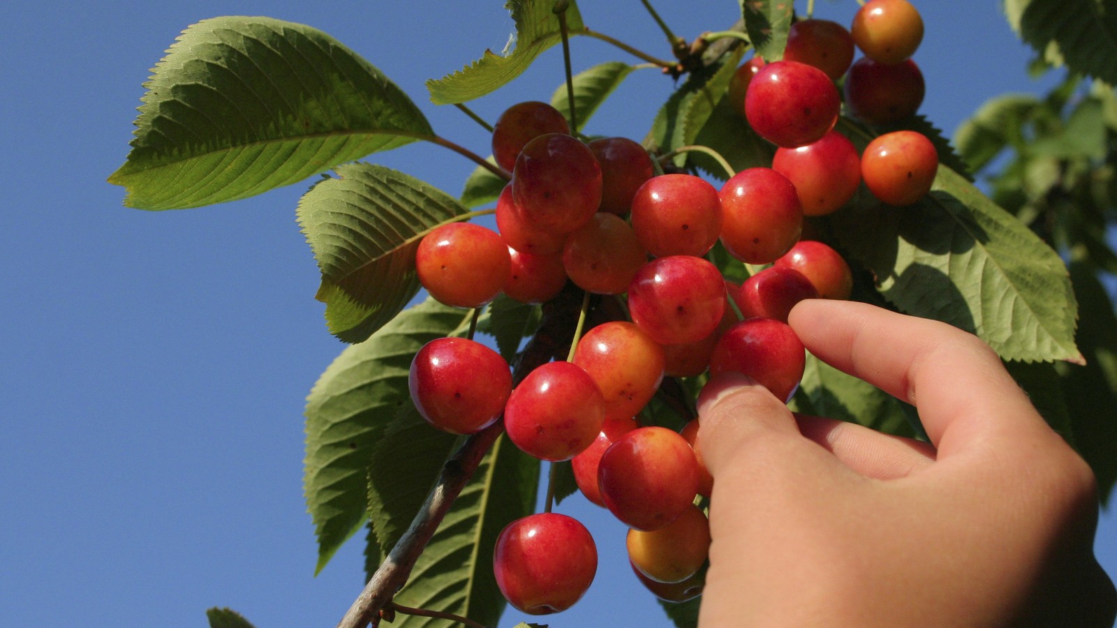 Hand picking cherry